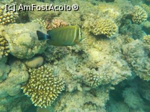 [P19] Tropitel Sahl Hasheesh - la snorkeling » foto by nicole33
 - 
<span class="allrVoted glyphicon glyphicon-heart hidden" id="av1270806"></span>
<a class="m-l-10 hidden" id="sv1270806" onclick="voting_Foto_DelVot(,1270806,22687)" role="button">șterge vot <span class="glyphicon glyphicon-remove"></span></a>
<a id="v91270806" class=" c-red"  onclick="voting_Foto_SetVot(1270806)" role="button"><span class="glyphicon glyphicon-heart-empty"></span> <b>LIKE</b> = Votează poza</a> <img class="hidden"  id="f1270806W9" src="/imagini/loader.gif" border="0" /><span class="AjErrMes hidden" id="e1270806ErM"></span>