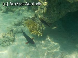 [P20] Tropitel Sahl Hasheesh - la snorkeling » foto by nicole33
 - 
<span class="allrVoted glyphicon glyphicon-heart hidden" id="av1270807"></span>
<a class="m-l-10 hidden" id="sv1270807" onclick="voting_Foto_DelVot(,1270807,22687)" role="button">șterge vot <span class="glyphicon glyphicon-remove"></span></a>
<a id="v91270807" class=" c-red"  onclick="voting_Foto_SetVot(1270807)" role="button"><span class="glyphicon glyphicon-heart-empty"></span> <b>LIKE</b> = Votează poza</a> <img class="hidden"  id="f1270807W9" src="/imagini/loader.gif" border="0" /><span class="AjErrMes hidden" id="e1270807ErM"></span>