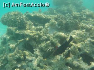 [P21] Tropitel Sahl Hasheesh - la snorkeling » foto by nicole33
 - 
<span class="allrVoted glyphicon glyphicon-heart hidden" id="av1270808"></span>
<a class="m-l-10 hidden" id="sv1270808" onclick="voting_Foto_DelVot(,1270808,22687)" role="button">șterge vot <span class="glyphicon glyphicon-remove"></span></a>
<a id="v91270808" class=" c-red"  onclick="voting_Foto_SetVot(1270808)" role="button"><span class="glyphicon glyphicon-heart-empty"></span> <b>LIKE</b> = Votează poza</a> <img class="hidden"  id="f1270808W9" src="/imagini/loader.gif" border="0" /><span class="AjErrMes hidden" id="e1270808ErM"></span>