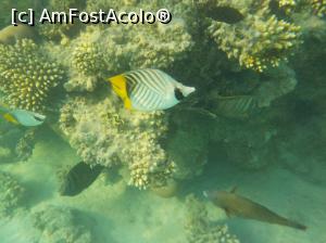 [P22] Tropitel Sahl Hasheesh - la snorkeling » foto by nicole33
 - 
<span class="allrVoted glyphicon glyphicon-heart hidden" id="av1270809"></span>
<a class="m-l-10 hidden" id="sv1270809" onclick="voting_Foto_DelVot(,1270809,22687)" role="button">șterge vot <span class="glyphicon glyphicon-remove"></span></a>
<a id="v91270809" class=" c-red"  onclick="voting_Foto_SetVot(1270809)" role="button"><span class="glyphicon glyphicon-heart-empty"></span> <b>LIKE</b> = Votează poza</a> <img class="hidden"  id="f1270809W9" src="/imagini/loader.gif" border="0" /><span class="AjErrMes hidden" id="e1270809ErM"></span>