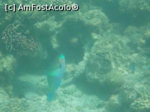 [P23] Tropitel Sahl Hasheesh - la snorkeling » foto by nicole33
 - 
<span class="allrVoted glyphicon glyphicon-heart hidden" id="av1270810"></span>
<a class="m-l-10 hidden" id="sv1270810" onclick="voting_Foto_DelVot(,1270810,22687)" role="button">șterge vot <span class="glyphicon glyphicon-remove"></span></a>
<a id="v91270810" class=" c-red"  onclick="voting_Foto_SetVot(1270810)" role="button"><span class="glyphicon glyphicon-heart-empty"></span> <b>LIKE</b> = Votează poza</a> <img class="hidden"  id="f1270810W9" src="/imagini/loader.gif" border="0" /><span class="AjErrMes hidden" id="e1270810ErM"></span>