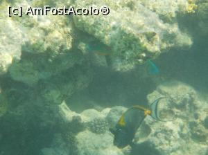 [P25] Tropitel Sahl Hasheesh - la snorkeling » foto by nicole33
 - 
<span class="allrVoted glyphicon glyphicon-heart hidden" id="av1270812"></span>
<a class="m-l-10 hidden" id="sv1270812" onclick="voting_Foto_DelVot(,1270812,22687)" role="button">șterge vot <span class="glyphicon glyphicon-remove"></span></a>
<a id="v91270812" class=" c-red"  onclick="voting_Foto_SetVot(1270812)" role="button"><span class="glyphicon glyphicon-heart-empty"></span> <b>LIKE</b> = Votează poza</a> <img class="hidden"  id="f1270812W9" src="/imagini/loader.gif" border="0" /><span class="AjErrMes hidden" id="e1270812ErM"></span>