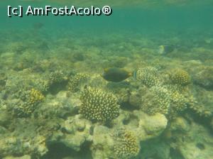 [P26] Tropitel Sahl Hasheesh - la snorkeling » foto by nicole33
 - 
<span class="allrVoted glyphicon glyphicon-heart hidden" id="av1270813"></span>
<a class="m-l-10 hidden" id="sv1270813" onclick="voting_Foto_DelVot(,1270813,22687)" role="button">șterge vot <span class="glyphicon glyphicon-remove"></span></a>
<a id="v91270813" class=" c-red"  onclick="voting_Foto_SetVot(1270813)" role="button"><span class="glyphicon glyphicon-heart-empty"></span> <b>LIKE</b> = Votează poza</a> <img class="hidden"  id="f1270813W9" src="/imagini/loader.gif" border="0" /><span class="AjErrMes hidden" id="e1270813ErM"></span>