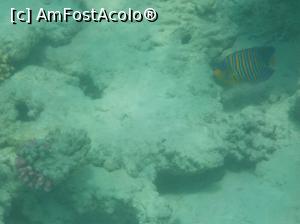 [P27] Tropitel Sahl Hasheesh - la snorkeling » foto by nicole33
 - 
<span class="allrVoted glyphicon glyphicon-heart hidden" id="av1270814"></span>
<a class="m-l-10 hidden" id="sv1270814" onclick="voting_Foto_DelVot(,1270814,22687)" role="button">șterge vot <span class="glyphicon glyphicon-remove"></span></a>
<a id="v91270814" class=" c-red"  onclick="voting_Foto_SetVot(1270814)" role="button"><span class="glyphicon glyphicon-heart-empty"></span> <b>LIKE</b> = Votează poza</a> <img class="hidden"  id="f1270814W9" src="/imagini/loader.gif" border="0" /><span class="AjErrMes hidden" id="e1270814ErM"></span>