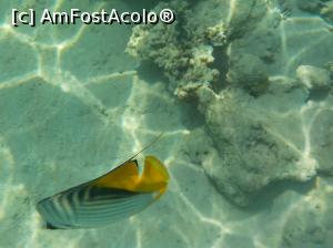 [P06] Tropitel Sahl Hasheesh - la snorkeling » foto by nicole33
 - 
<span class="allrVoted glyphicon glyphicon-heart hidden" id="av1270793"></span>
<a class="m-l-10 hidden" id="sv1270793" onclick="voting_Foto_DelVot(,1270793,22687)" role="button">șterge vot <span class="glyphicon glyphicon-remove"></span></a>
<a id="v91270793" class=" c-red"  onclick="voting_Foto_SetVot(1270793)" role="button"><span class="glyphicon glyphicon-heart-empty"></span> <b>LIKE</b> = Votează poza</a> <img class="hidden"  id="f1270793W9" src="/imagini/loader.gif" border="0" /><span class="AjErrMes hidden" id="e1270793ErM"></span>