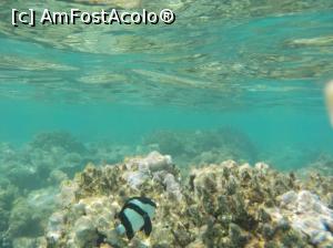 [P07] Tropitel Sahl Hasheesh - la snorkeling » foto by nicole33
 - 
<span class="allrVoted glyphicon glyphicon-heart hidden" id="av1270794"></span>
<a class="m-l-10 hidden" id="sv1270794" onclick="voting_Foto_DelVot(,1270794,22687)" role="button">șterge vot <span class="glyphicon glyphicon-remove"></span></a>
<a id="v91270794" class=" c-red"  onclick="voting_Foto_SetVot(1270794)" role="button"><span class="glyphicon glyphicon-heart-empty"></span> <b>LIKE</b> = Votează poza</a> <img class="hidden"  id="f1270794W9" src="/imagini/loader.gif" border="0" /><span class="AjErrMes hidden" id="e1270794ErM"></span>