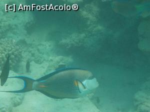 [P08] Tropitel Sahl Hasheesh - la snorkeling » foto by nicole33
 - 
<span class="allrVoted glyphicon glyphicon-heart hidden" id="av1270795"></span>
<a class="m-l-10 hidden" id="sv1270795" onclick="voting_Foto_DelVot(,1270795,22687)" role="button">șterge vot <span class="glyphicon glyphicon-remove"></span></a>
<a id="v91270795" class=" c-red"  onclick="voting_Foto_SetVot(1270795)" role="button"><span class="glyphicon glyphicon-heart-empty"></span> <b>LIKE</b> = Votează poza</a> <img class="hidden"  id="f1270795W9" src="/imagini/loader.gif" border="0" /><span class="AjErrMes hidden" id="e1270795ErM"></span>