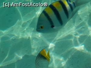 [P09] Tropitel Sahl Hasheesh - la snorkeling » foto by nicole33
 - 
<span class="allrVoted glyphicon glyphicon-heart hidden" id="av1270796"></span>
<a class="m-l-10 hidden" id="sv1270796" onclick="voting_Foto_DelVot(,1270796,22687)" role="button">șterge vot <span class="glyphicon glyphicon-remove"></span></a>
<a id="v91270796" class=" c-red"  onclick="voting_Foto_SetVot(1270796)" role="button"><span class="glyphicon glyphicon-heart-empty"></span> <b>LIKE</b> = Votează poza</a> <img class="hidden"  id="f1270796W9" src="/imagini/loader.gif" border="0" /><span class="AjErrMes hidden" id="e1270796ErM"></span>