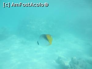 [P17] Snorkeling și primul pește apărut » foto by marsus
 - 
<span class="allrVoted glyphicon glyphicon-heart hidden" id="av1261530"></span>
<a class="m-l-10 hidden" id="sv1261530" onclick="voting_Foto_DelVot(,1261530,22687)" role="button">șterge vot <span class="glyphicon glyphicon-remove"></span></a>
<a id="v91261530" class=" c-red"  onclick="voting_Foto_SetVot(1261530)" role="button"><span class="glyphicon glyphicon-heart-empty"></span> <b>LIKE</b> = Votează poza</a> <img class="hidden"  id="f1261530W9" src="/imagini/loader.gif" border="0" /><span class="AjErrMes hidden" id="e1261530ErM"></span>