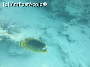 [P19] Un alt pește la fel de frumos » foto by marsus
 - 
<span class="allrVoted glyphicon glyphicon-heart hidden" id="av1261532"></span>
<a class="m-l-10 hidden" id="sv1261532" onclick="voting_Foto_DelVot(,1261532,22687)" role="button">șterge vot <span class="glyphicon glyphicon-remove"></span></a>
<a id="v91261532" class=" c-red"  onclick="voting_Foto_SetVot(1261532)" role="button"><span class="glyphicon glyphicon-heart-empty"></span> <b>LIKE</b> = Votează poza</a> <img class="hidden"  id="f1261532W9" src="/imagini/loader.gif" border="0" /><span class="AjErrMes hidden" id="e1261532ErM"></span>