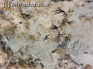 [P04] Marea Roșie cu stele de mare » foto by marsus
 - 
<span class="allrVoted glyphicon glyphicon-heart hidden" id="av1261517"></span>
<a class="m-l-10 hidden" id="sv1261517" onclick="voting_Foto_DelVot(,1261517,22687)" role="button">șterge vot <span class="glyphicon glyphicon-remove"></span></a>
<a id="v91261517" class=" c-red"  onclick="voting_Foto_SetVot(1261517)" role="button"><span class="glyphicon glyphicon-heart-empty"></span> <b>LIKE</b> = Votează poza</a> <img class="hidden"  id="f1261517W9" src="/imagini/loader.gif" border="0" /><span class="AjErrMes hidden" id="e1261517ErM"></span>