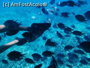 [P04]  -- <small>// FĂRĂ DESCRIERE</small> » foto by bubi
 - 
<span class="allrVoted glyphicon glyphicon-heart hidden" id="av1096955"></span>
<a class="m-l-10 hidden" id="sv1096955" onclick="voting_Foto_DelVot(,1096955,22687)" role="button">șterge vot <span class="glyphicon glyphicon-remove"></span></a>
<a id="v91096955" class=" c-red"  onclick="voting_Foto_SetVot(1096955)" role="button"><span class="glyphicon glyphicon-heart-empty"></span> <b>LIKE</b> = Votează poza</a> <img class="hidden"  id="f1096955W9" src="/imagini/loader.gif" border="0" /><span class="AjErrMes hidden" id="e1096955ErM"></span>