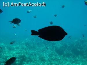 [P05]  -- <small>// FĂRĂ DESCRIERE</small> » foto by bubi
 - 
<span class="allrVoted glyphicon glyphicon-heart hidden" id="av1096956"></span>
<a class="m-l-10 hidden" id="sv1096956" onclick="voting_Foto_DelVot(,1096956,22687)" role="button">șterge vot <span class="glyphicon glyphicon-remove"></span></a>
<a id="v91096956" class=" c-red"  onclick="voting_Foto_SetVot(1096956)" role="button"><span class="glyphicon glyphicon-heart-empty"></span> <b>LIKE</b> = Votează poza</a> <img class="hidden"  id="f1096956W9" src="/imagini/loader.gif" border="0" /><span class="AjErrMes hidden" id="e1096956ErM"></span>