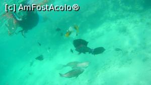 [P01] La snorkelit :)) ))  » foto by marcopolo74
 - 
<span class="allrVoted glyphicon glyphicon-heart hidden" id="av911765"></span>
<a class="m-l-10 hidden" id="sv911765" onclick="voting_Foto_DelVot(,911765,22687)" role="button">șterge vot <span class="glyphicon glyphicon-remove"></span></a>
<a id="v9911765" class=" c-red"  onclick="voting_Foto_SetVot(911765)" role="button"><span class="glyphicon glyphicon-heart-empty"></span> <b>LIKE</b> = Votează poza</a> <img class="hidden"  id="f911765W9" src="/imagini/loader.gif" border="0" /><span class="AjErrMes hidden" id="e911765ErM"></span>