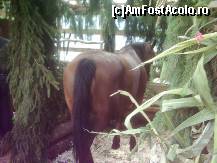 [P26] Un cal care asteapta sa fie potcovit iar potcovarul asteapta sa se adune spectatorii » foto by dorgo
 - 
<span class="allrVoted glyphicon glyphicon-heart hidden" id="av115535"></span>
<a class="m-l-10 hidden" id="sv115535" onclick="voting_Foto_DelVot(,115535,22702)" role="button">șterge vot <span class="glyphicon glyphicon-remove"></span></a>
<a id="v9115535" class=" c-red"  onclick="voting_Foto_SetVot(115535)" role="button"><span class="glyphicon glyphicon-heart-empty"></span> <b>LIKE</b> = Votează poza</a> <img class="hidden"  id="f115535W9" src="/imagini/loader.gif" border="0" /><span class="AjErrMes hidden" id="e115535ErM"></span>