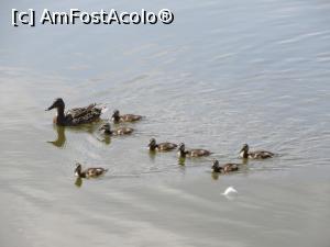 [P14] Grupa de rățuște pleacă la plimbare...  » foto by tata123 🔱
 - 
<span class="allrVoted glyphicon glyphicon-heart hidden" id="av741141"></span>
<a class="m-l-10 hidden" id="sv741141" onclick="voting_Foto_DelVot(,741141,22703)" role="button">șterge vot <span class="glyphicon glyphicon-remove"></span></a>
<a id="v9741141" class=" c-red"  onclick="voting_Foto_SetVot(741141)" role="button"><span class="glyphicon glyphicon-heart-empty"></span> <b>LIKE</b> = Votează poza</a> <img class="hidden"  id="f741141W9" src="/imagini/loader.gif" border="0" /><span class="AjErrMes hidden" id="e741141ErM"></span>