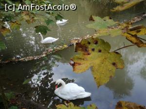 [P08] Lacul lebedelor, loc ce atrage mai toti turistii » foto by dorgo
 - 
<span class="allrVoted glyphicon glyphicon-heart hidden" id="av1250775"></span>
<a class="m-l-10 hidden" id="sv1250775" onclick="voting_Foto_DelVot(,1250775,22705)" role="button">șterge vot <span class="glyphicon glyphicon-remove"></span></a>
<a id="v91250775" class=" c-red"  onclick="voting_Foto_SetVot(1250775)" role="button"><span class="glyphicon glyphicon-heart-empty"></span> <b>LIKE</b> = Votează poza</a> <img class="hidden"  id="f1250775W9" src="/imagini/loader.gif" border="0" /><span class="AjErrMes hidden" id="e1250775ErM"></span>