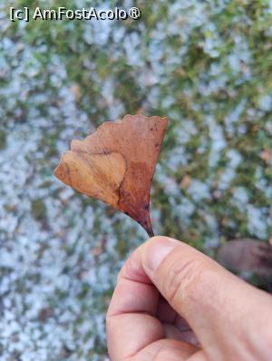 [P37] Frunza de ginkgo biloba » foto by crismis
 - 
<span class="allrVoted glyphicon glyphicon-heart hidden" id="av1479707"></span>
<a class="m-l-10 hidden" id="sv1479707" onclick="voting_Foto_DelVot(,1479707,22719)" role="button">șterge vot <span class="glyphicon glyphicon-remove"></span></a>
<a id="v91479707" class=" c-red"  onclick="voting_Foto_SetVot(1479707)" role="button"><span class="glyphicon glyphicon-heart-empty"></span> <b>LIKE</b> = Votează poza</a> <img class="hidden"  id="f1479707W9" src="/imagini/loader.gif" border="0" /><span class="AjErrMes hidden" id="e1479707ErM"></span>