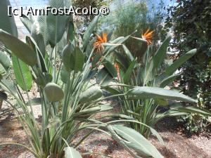 [P11] Finca Canarias Aloe Vera - Güímar. În seră. » foto by iulianic
 - 
<span class="allrVoted glyphicon glyphicon-heart hidden" id="av1430196"></span>
<a class="m-l-10 hidden" id="sv1430196" onclick="voting_Foto_DelVot(,1430196,22792)" role="button">șterge vot <span class="glyphicon glyphicon-remove"></span></a>
<a id="v91430196" class=" c-red"  onclick="voting_Foto_SetVot(1430196)" role="button"><span class="glyphicon glyphicon-heart-empty"></span> <b>LIKE</b> = Votează poza</a> <img class="hidden"  id="f1430196W9" src="/imagini/loader.gif" border="0" /><span class="AjErrMes hidden" id="e1430196ErM"></span>