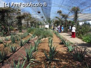 [P06] Finca Canarias Aloe Vera - Güímar. În seră. » foto by iulianic
 - 
<span class="allrVoted glyphicon glyphicon-heart hidden" id="av1430191"></span>
<a class="m-l-10 hidden" id="sv1430191" onclick="voting_Foto_DelVot(,1430191,22792)" role="button">șterge vot <span class="glyphicon glyphicon-remove"></span></a>
<a id="v91430191" class=" c-red"  onclick="voting_Foto_SetVot(1430191)" role="button"><span class="glyphicon glyphicon-heart-empty"></span> <b>LIKE</b> = Votează poza</a> <img class="hidden"  id="f1430191W9" src="/imagini/loader.gif" border="0" /><span class="AjErrMes hidden" id="e1430191ErM"></span>