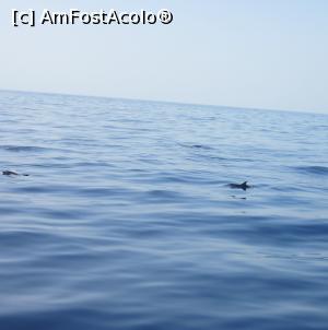 [P20] Trei balene pilot » foto by Michi
 - 
<span class="allrVoted glyphicon glyphicon-heart hidden" id="av913778"></span>
<a class="m-l-10 hidden" id="sv913778" onclick="voting_Foto_DelVot(,913778,22792)" role="button">șterge vot <span class="glyphicon glyphicon-remove"></span></a>
<a id="v9913778" class=" c-red"  onclick="voting_Foto_SetVot(913778)" role="button"><span class="glyphicon glyphicon-heart-empty"></span> <b>LIKE</b> = Votează poza</a> <img class="hidden"  id="f913778W9" src="/imagini/loader.gif" border="0" /><span class="AjErrMes hidden" id="e913778ErM"></span>