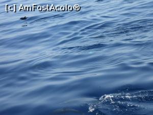 [P22] Balene pilot » foto by Michi
 - 
<span class="allrVoted glyphicon glyphicon-heart hidden" id="av913780"></span>
<a class="m-l-10 hidden" id="sv913780" onclick="voting_Foto_DelVot(,913780,22792)" role="button">șterge vot <span class="glyphicon glyphicon-remove"></span></a>
<a id="v9913780" class=" c-red"  onclick="voting_Foto_SetVot(913780)" role="button"><span class="glyphicon glyphicon-heart-empty"></span> <b>LIKE</b> = Votează poza</a> <img class="hidden"  id="f913780W9" src="/imagini/loader.gif" border="0" /><span class="AjErrMes hidden" id="e913780ErM"></span>