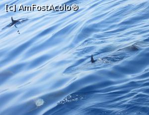 [P23] Balene pilot » foto by Michi
 - 
<span class="allrVoted glyphicon glyphicon-heart hidden" id="av913781"></span>
<a class="m-l-10 hidden" id="sv913781" onclick="voting_Foto_DelVot(,913781,22792)" role="button">șterge vot <span class="glyphicon glyphicon-remove"></span></a>
<a id="v9913781" class=" c-red"  onclick="voting_Foto_SetVot(913781)" role="button"><span class="glyphicon glyphicon-heart-empty"></span> <b>LIKE</b> = Votează poza</a> <img class="hidden"  id="f913781W9" src="/imagini/loader.gif" border="0" /><span class="AjErrMes hidden" id="e913781ErM"></span>