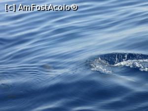 [P24] Balene pilot » foto by Michi
 - 
<span class="allrVoted glyphicon glyphicon-heart hidden" id="av913782"></span>
<a class="m-l-10 hidden" id="sv913782" onclick="voting_Foto_DelVot(,913782,22792)" role="button">șterge vot <span class="glyphicon glyphicon-remove"></span></a>
<a id="v9913782" class=" c-red"  onclick="voting_Foto_SetVot(913782)" role="button"><span class="glyphicon glyphicon-heart-empty"></span> <b>LIKE</b> = Votează poza</a> <img class="hidden"  id="f913782W9" src="/imagini/loader.gif" border="0" /><span class="AjErrMes hidden" id="e913782ErM"></span>