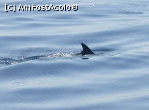 [P25] Balene pilot » foto by Michi
 - 
<span class="allrVoted glyphicon glyphicon-heart hidden" id="av913783"></span>
<a class="m-l-10 hidden" id="sv913783" onclick="voting_Foto_DelVot(,913783,22792)" role="button">șterge vot <span class="glyphicon glyphicon-remove"></span></a>
<a id="v9913783" class=" c-red"  onclick="voting_Foto_SetVot(913783)" role="button"><span class="glyphicon glyphicon-heart-empty"></span> <b>LIKE</b> = Votează poza</a> <img class="hidden"  id="f913783W9" src="/imagini/loader.gif" border="0" /><span class="AjErrMes hidden" id="e913783ErM"></span>