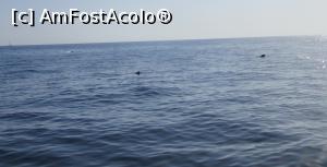 [P29] Balene pilot » foto by Michi
 - 
<span class="allrVoted glyphicon glyphicon-heart hidden" id="av913787"></span>
<a class="m-l-10 hidden" id="sv913787" onclick="voting_Foto_DelVot(,913787,22792)" role="button">șterge vot <span class="glyphicon glyphicon-remove"></span></a>
<a id="v9913787" class=" c-red"  onclick="voting_Foto_SetVot(913787)" role="button"><span class="glyphicon glyphicon-heart-empty"></span> <b>LIKE</b> = Votează poza</a> <img class="hidden"  id="f913787W9" src="/imagini/loader.gif" border="0" /><span class="AjErrMes hidden" id="e913787ErM"></span>