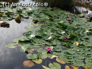 [P17] Micul lac cu nuferi-detaliu » foto by rora
 - 
<span class="allrVoted glyphicon glyphicon-heart hidden" id="av909203"></span>
<a class="m-l-10 hidden" id="sv909203" onclick="voting_Foto_DelVot(,909203,22794)" role="button">șterge vot <span class="glyphicon glyphicon-remove"></span></a>
<a id="v9909203" class=" c-red"  onclick="voting_Foto_SetVot(909203)" role="button"><span class="glyphicon glyphicon-heart-empty"></span> <b>LIKE</b> = Votează poza</a> <img class="hidden"  id="f909203W9" src="/imagini/loader.gif" border="0" /><span class="AjErrMes hidden" id="e909203ErM"></span>