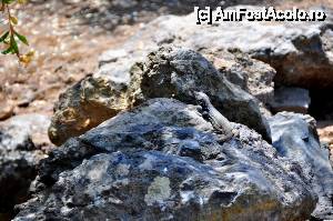 [P20] o soparlea care se relaxa intr-o zi linistita de duminica. ce altceva putea sa faca?  » foto by alunelu69
 - 
<span class="allrVoted glyphicon glyphicon-heart hidden" id="av509909"></span>
<a class="m-l-10 hidden" id="sv509909" onclick="voting_Foto_DelVot(,509909,22864)" role="button">șterge vot <span class="glyphicon glyphicon-remove"></span></a>
<a id="v9509909" class=" c-red"  onclick="voting_Foto_SetVot(509909)" role="button"><span class="glyphicon glyphicon-heart-empty"></span> <b>LIKE</b> = Votează poza</a> <img class="hidden"  id="f509909W9" src="/imagini/loader.gif" border="0" /><span class="AjErrMes hidden" id="e509909ErM"></span>