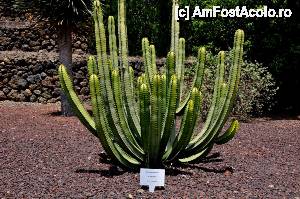 [P25] in pietrisul arid de origine vulcanica si-a gasit loc sa creasca si acest cactus.  » foto by alunelu69
 - 
<span class="allrVoted glyphicon glyphicon-heart hidden" id="av509914"></span>
<a class="m-l-10 hidden" id="sv509914" onclick="voting_Foto_DelVot(,509914,22864)" role="button">șterge vot <span class="glyphicon glyphicon-remove"></span></a>
<a id="v9509914" class=" c-red"  onclick="voting_Foto_SetVot(509914)" role="button"><span class="glyphicon glyphicon-heart-empty"></span> <b>LIKE</b> = Votează poza</a> <img class="hidden"  id="f509914W9" src="/imagini/loader.gif" border="0" /><span class="AjErrMes hidden" id="e509914ErM"></span>