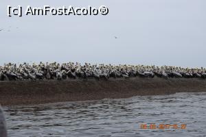 [P08] Colonie de pelicani negri peruani. Cred ca masculii erau plecati - ramasesera doar femelele, pentru ca era o galagie...  » foto by Pușcașu Marin
 - 
<span class="allrVoted glyphicon glyphicon-heart hidden" id="av916103"></span>
<a class="m-l-10 hidden" id="sv916103" onclick="voting_Foto_DelVot(,916103,22927)" role="button">șterge vot <span class="glyphicon glyphicon-remove"></span></a>
<a id="v9916103" class=" c-red"  onclick="voting_Foto_SetVot(916103)" role="button"><span class="glyphicon glyphicon-heart-empty"></span> <b>LIKE</b> = Votează poza</a> <img class="hidden"  id="f916103W9" src="/imagini/loader.gif" border="0" /><span class="AjErrMes hidden" id="e916103ErM"></span>