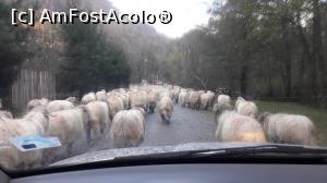 [P06] Retezat - mergem in coloana :)  » foto by Adrian.TM
 - 
<span class="allrVoted glyphicon glyphicon-heart hidden" id="av919294"></span>
<a class="m-l-10 hidden" id="sv919294" onclick="voting_Foto_DelVot(,919294,22995)" role="button">șterge vot <span class="glyphicon glyphicon-remove"></span></a>
<a id="v9919294" class=" c-red"  onclick="voting_Foto_SetVot(919294)" role="button"><span class="glyphicon glyphicon-heart-empty"></span> <b>LIKE</b> = Votează poza</a> <img class="hidden"  id="f919294W9" src="/imagini/loader.gif" border="0" /><span class="AjErrMes hidden" id="e919294ErM"></span>