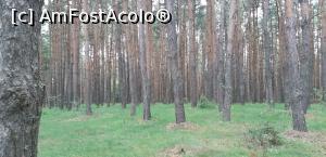 [P05] Dacă încă nu v-ați hotărât să o luați la pas, poate vă convinge faptul că pădurea de pini pare de poveste. M-a surprins plăcut curățenia, astfel că, în mod sigur primăria are grijă de chestiune. Poate contribuie și faptul că, zona e declarată rezervație naturală de interes local. » foto by Qvadratvus
 - 
<span class="allrVoted glyphicon glyphicon-heart hidden" id="av1251174"></span>
<a class="m-l-10 hidden" id="sv1251174" onclick="voting_Foto_DelVot(,1251174,23063)" role="button">șterge vot <span class="glyphicon glyphicon-remove"></span></a>
<a id="v91251174" class=" c-red"  onclick="voting_Foto_SetVot(1251174)" role="button"><span class="glyphicon glyphicon-heart-empty"></span> <b>LIKE</b> = Votează poza</a> <img class="hidden"  id="f1251174W9" src="/imagini/loader.gif" border="0" /><span class="AjErrMes hidden" id="e1251174ErM"></span>