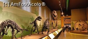 [P09] Scheletul unui Tyrannosaurus Rex, alături de un Triceratops și alți dinozauri. » foto by tata123 🔱
 - 
<span class="allrVoted glyphicon glyphicon-heart hidden" id="av1422433"></span>
<a class="m-l-10 hidden" id="sv1422433" onclick="voting_Foto_DelVot(,1422433,23064)" role="button">șterge vot <span class="glyphicon glyphicon-remove"></span></a>
<a id="v91422433" class=" c-red"  onclick="voting_Foto_SetVot(1422433)" role="button"><span class="glyphicon glyphicon-heart-empty"></span> <b>LIKE</b> = Votează poza</a> <img class="hidden"  id="f1422433W9" src="/imagini/loader.gif" border="0" /><span class="AjErrMes hidden" id="e1422433ErM"></span>