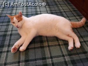 [P07] Dansa era stapana salonului si a casei, cred.  » foto by Aurici
 - 
<span class="allrVoted glyphicon glyphicon-heart hidden" id="av924798"></span>
<a class="m-l-10 hidden" id="sv924798" onclick="voting_Foto_DelVot(,924798,23093)" role="button">șterge vot <span class="glyphicon glyphicon-remove"></span></a>
<a id="v9924798" class=" c-red"  onclick="voting_Foto_SetVot(924798)" role="button"><span class="glyphicon glyphicon-heart-empty"></span> <b>LIKE</b> = Votează poza</a> <img class="hidden"  id="f924798W9" src="/imagini/loader.gif" border="0" /><span class="AjErrMes hidden" id="e924798ErM"></span>
