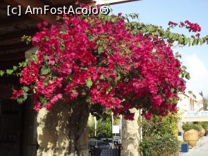 P01 [APR-2018] În drum spre Georgia Meze House, o bougainvillea de Paphos