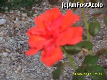 [P06] Manastirea Faneromeni-un trandafir » foto by raduu1972
 - 
<span class="allrVoted glyphicon glyphicon-heart hidden" id="av151696"></span>
<a class="m-l-10 hidden" id="sv151696" onclick="voting_Foto_DelVot(,151696,23140)" role="button">șterge vot <span class="glyphicon glyphicon-remove"></span></a>
<a id="v9151696" class=" c-red"  onclick="voting_Foto_SetVot(151696)" role="button"><span class="glyphicon glyphicon-heart-empty"></span> <b>LIKE</b> = Votează poza</a> <img class="hidden"  id="f151696W9" src="/imagini/loader.gif" border="0" /><span class="AjErrMes hidden" id="e151696ErM"></span>