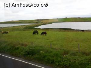 [P07] Vacutele Angus de Aberdeen, prezente la tot pasul. Am fost uimiti sa aflam ca ele nu stau niciodata in grajduri, nu au asa ceva.  » foto by Aurici
 - 
<span class="allrVoted glyphicon glyphicon-heart hidden" id="av926463"></span>
<a class="m-l-10 hidden" id="sv926463" onclick="voting_Foto_DelVot(,926463,23153)" role="button">șterge vot <span class="glyphicon glyphicon-remove"></span></a>
<a id="v9926463" class=" c-red"  onclick="voting_Foto_SetVot(926463)" role="button"><span class="glyphicon glyphicon-heart-empty"></span> <b>LIKE</b> = Votează poza</a> <img class="hidden"  id="f926463W9" src="/imagini/loader.gif" border="0" /><span class="AjErrMes hidden" id="e926463ErM"></span>