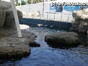 [P15] Oceanograful din Valencia » foto by yuly68*
 - 
<span class="allrVoted glyphicon glyphicon-heart hidden" id="av388876"></span>
<a class="m-l-10 hidden" id="sv388876" onclick="voting_Foto_DelVot(,388876,23164)" role="button">șterge vot <span class="glyphicon glyphicon-remove"></span></a>
<a id="v9388876" class=" c-red"  onclick="voting_Foto_SetVot(388876)" role="button"><span class="glyphicon glyphicon-heart-empty"></span> <b>LIKE</b> = Votează poza</a> <img class="hidden"  id="f388876W9" src="/imagini/loader.gif" border="0" /><span class="AjErrMes hidden" id="e388876ErM"></span>