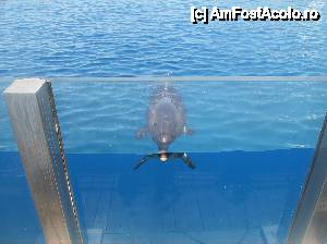 [P17] Oceanograful din Valencia » foto by yuly68*
 - 
<span class="allrVoted glyphicon glyphicon-heart hidden" id="av388878"></span>
<a class="m-l-10 hidden" id="sv388878" onclick="voting_Foto_DelVot(,388878,23164)" role="button">șterge vot <span class="glyphicon glyphicon-remove"></span></a>
<a id="v9388878" class=" c-red"  onclick="voting_Foto_SetVot(388878)" role="button"><span class="glyphicon glyphicon-heart-empty"></span> <b>LIKE</b> = Votează poza</a> <img class="hidden"  id="f388878W9" src="/imagini/loader.gif" border="0" /><span class="AjErrMes hidden" id="e388878ErM"></span>