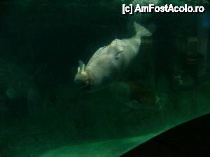 [P20] Oceanograful din Valencia » foto by yuly68*
 - 
<span class="allrVoted glyphicon glyphicon-heart hidden" id="av388881"></span>
<a class="m-l-10 hidden" id="sv388881" onclick="voting_Foto_DelVot(,388881,23164)" role="button">șterge vot <span class="glyphicon glyphicon-remove"></span></a>
<a id="v9388881" class=" c-red"  onclick="voting_Foto_SetVot(388881)" role="button"><span class="glyphicon glyphicon-heart-empty"></span> <b>LIKE</b> = Votează poza</a> <img class="hidden"  id="f388881W9" src="/imagini/loader.gif" border="0" /><span class="AjErrMes hidden" id="e388881ErM"></span>