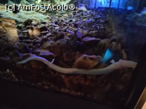 [P64] Peștera Postojna; Vivarium; olm (real) » foto by crismis
 - 
<span class="allrVoted glyphicon glyphicon-heart hidden" id="av1529319"></span>
<a class="m-l-10 hidden" id="sv1529319" onclick="voting_Foto_DelVot(,1529319,23209)" role="button">șterge vot <span class="glyphicon glyphicon-remove"></span></a>
<a id="v91529319" class=" c-red"  onclick="voting_Foto_SetVot(1529319)" role="button"><span class="glyphicon glyphicon-heart-empty"></span> <b>LIKE</b> = Votează poza</a> <img class="hidden"  id="f1529319W9" src="/imagini/loader.gif" border="0" /><span class="AjErrMes hidden" id="e1529319ErM"></span>