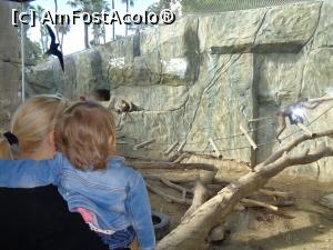 [P03] zoo limassol » foto by bogdan 75
 - 
<span class="allrVoted glyphicon glyphicon-heart hidden" id="av941312"></span>
<a class="m-l-10 hidden" id="sv941312" onclick="voting_Foto_DelVot(,941312,23378)" role="button">șterge vot <span class="glyphicon glyphicon-remove"></span></a>
<a id="v9941312" class=" c-red"  onclick="voting_Foto_SetVot(941312)" role="button"><span class="glyphicon glyphicon-heart-empty"></span> <b>LIKE</b> = Votează poza</a> <img class="hidden"  id="f941312W9" src="/imagini/loader.gif" border="0" /><span class="AjErrMes hidden" id="e941312ErM"></span>