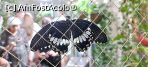 [P19] Dubai Butterfly Garden » foto by elenaadina
 - 
<span class="allrVoted glyphicon glyphicon-heart hidden" id="av1427695"></span>
<a class="m-l-10 hidden" id="sv1427695" onclick="voting_Foto_DelVot(,1427695,23380)" role="button">șterge vot <span class="glyphicon glyphicon-remove"></span></a>
<a id="v91427695" class=" c-red"  onclick="voting_Foto_SetVot(1427695)" role="button"><span class="glyphicon glyphicon-heart-empty"></span> <b>LIKE</b> = Votează poza</a> <img class="hidden"  id="f1427695W9" src="/imagini/loader.gif" border="0" /><span class="AjErrMes hidden" id="e1427695ErM"></span>