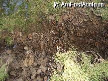 [P18] Padurea de pini » foto by Ellada_sagapo
 - 
<span class="allrVoted glyphicon glyphicon-heart hidden" id="av49425"></span>
<a class="m-l-10 hidden" id="sv49425" onclick="voting_Foto_DelVot(,49425,23384)" role="button">șterge vot <span class="glyphicon glyphicon-remove"></span></a>
<a id="v949425" class=" c-red"  onclick="voting_Foto_SetVot(49425)" role="button"><span class="glyphicon glyphicon-heart-empty"></span> <b>LIKE</b> = Votează poza</a> <img class="hidden"  id="f49425W9" src="/imagini/loader.gif" border="0" /><span class="AjErrMes hidden" id="e49425ErM"></span>