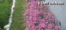 [P21] Garofitele care ne imbatau cu mirosul lor » foto by Lumis66
 - 
<span class="allrVoted glyphicon glyphicon-heart hidden" id="av213989"></span>
<a class="m-l-10 hidden" id="sv213989" onclick="voting_Foto_DelVot(,213989,23474)" role="button">șterge vot <span class="glyphicon glyphicon-remove"></span></a>
<a id="v9213989" class=" c-red"  onclick="voting_Foto_SetVot(213989)" role="button"><span class="glyphicon glyphicon-heart-empty"></span> <b>LIKE</b> = Votează poza</a> <img class="hidden"  id="f213989W9" src="/imagini/loader.gif" border="0" /><span class="AjErrMes hidden" id="e213989ErM"></span>
