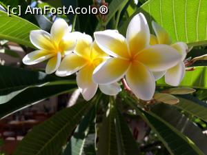 [P38] Superbe flori de ficus » foto by bica adriana
 - 
<span class="allrVoted glyphicon glyphicon-heart hidden" id="av1131253"></span>
<a class="m-l-10 hidden" id="sv1131253" onclick="voting_Foto_DelVot(,1131253,23643)" role="button">șterge vot <span class="glyphicon glyphicon-remove"></span></a>
<a id="v91131253" class=" c-red"  onclick="voting_Foto_SetVot(1131253)" role="button"><span class="glyphicon glyphicon-heart-empty"></span> <b>LIKE</b> = Votează poza</a> <img class="hidden"  id="f1131253W9" src="/imagini/loader.gif" border="0" /><span class="AjErrMes hidden" id="e1131253ErM"></span>